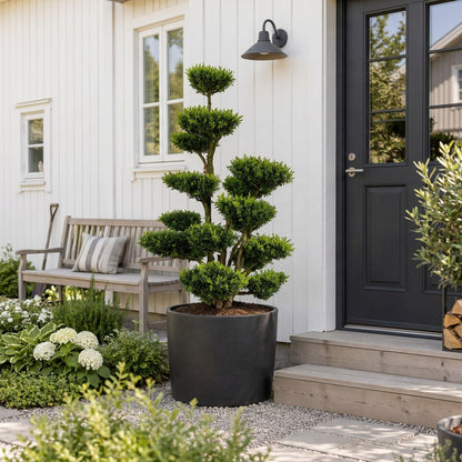 Buxus sempervirens Bonsai 150-175 cm P85/C230 (230 liters kruka)