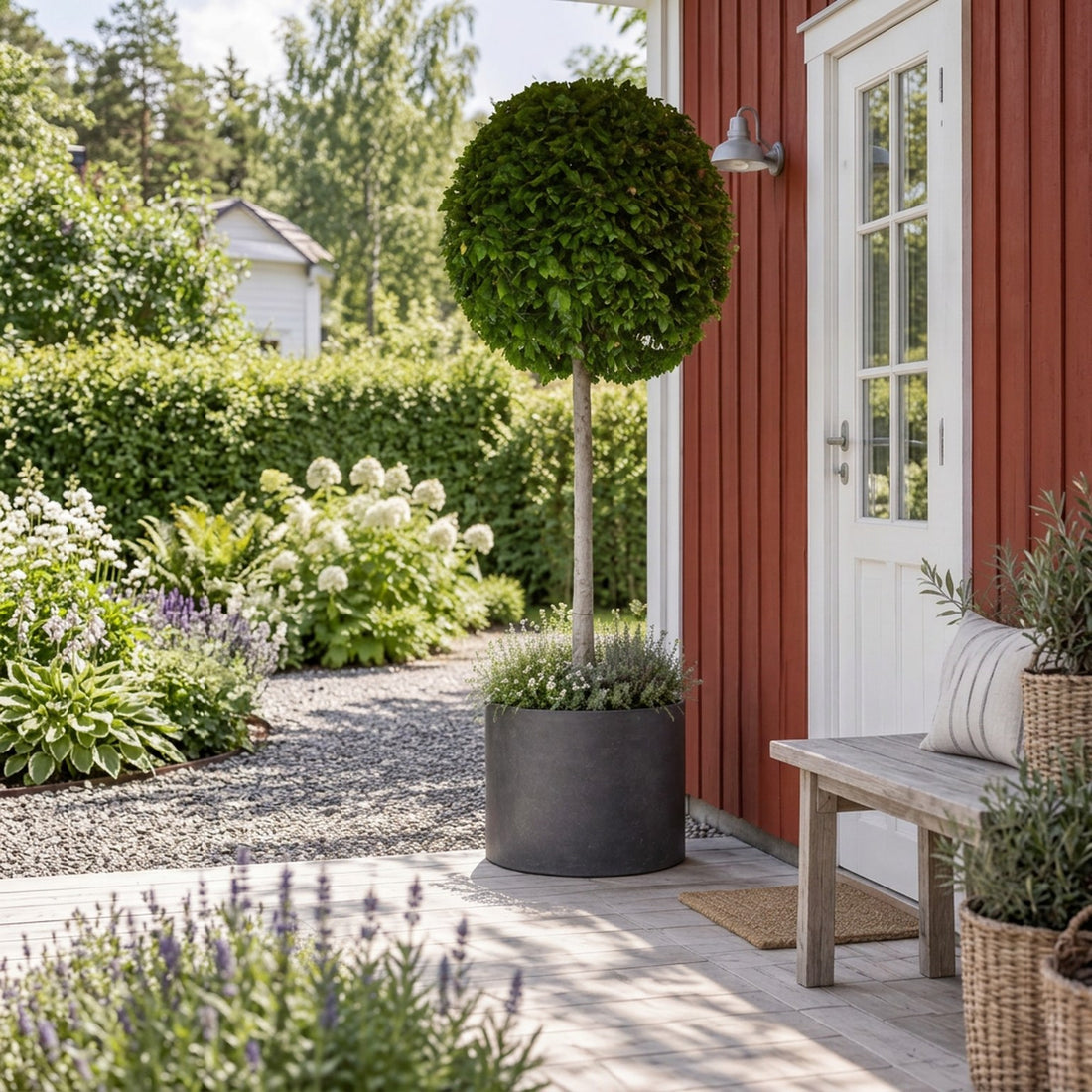 Carpinus betulus Stamträd 200 cm C500 (500 liters kruka)