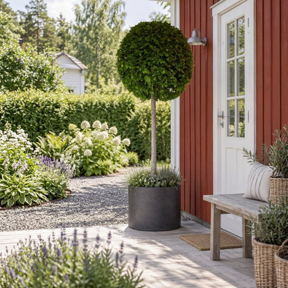 Carpinus betulus Stamträd 200 cm C500 (500 liters kruka)