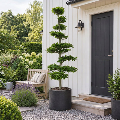 Fagus sylvatica Bonsai 175-200 cm C90 (90 liters kruka)