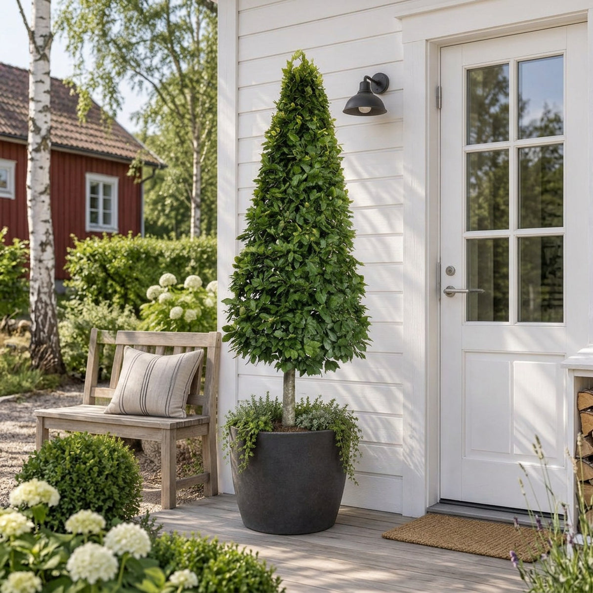 Fagus sylvatica Kägla på stam 200-225 cm C180