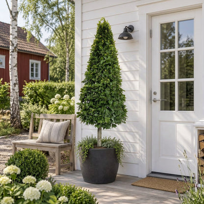 Fagus sylvatica Kägla på stam 200-225 cm C180