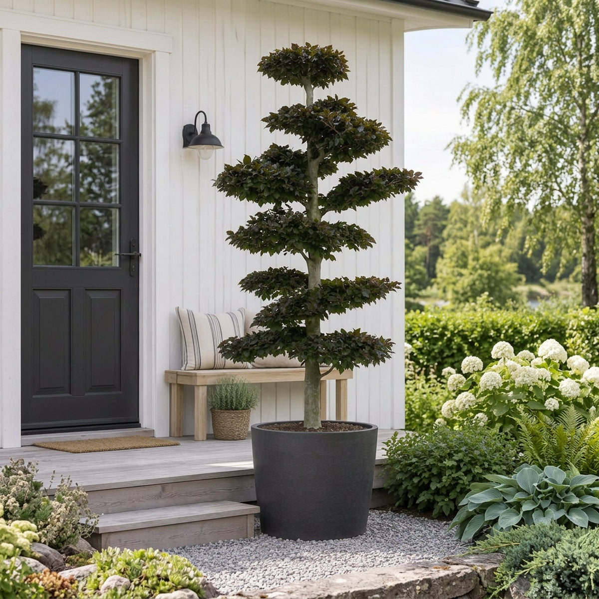 Fagus syl. &
