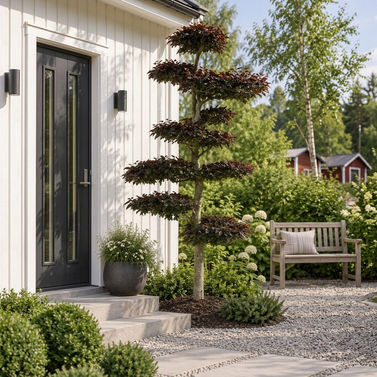 Fagus syl. &