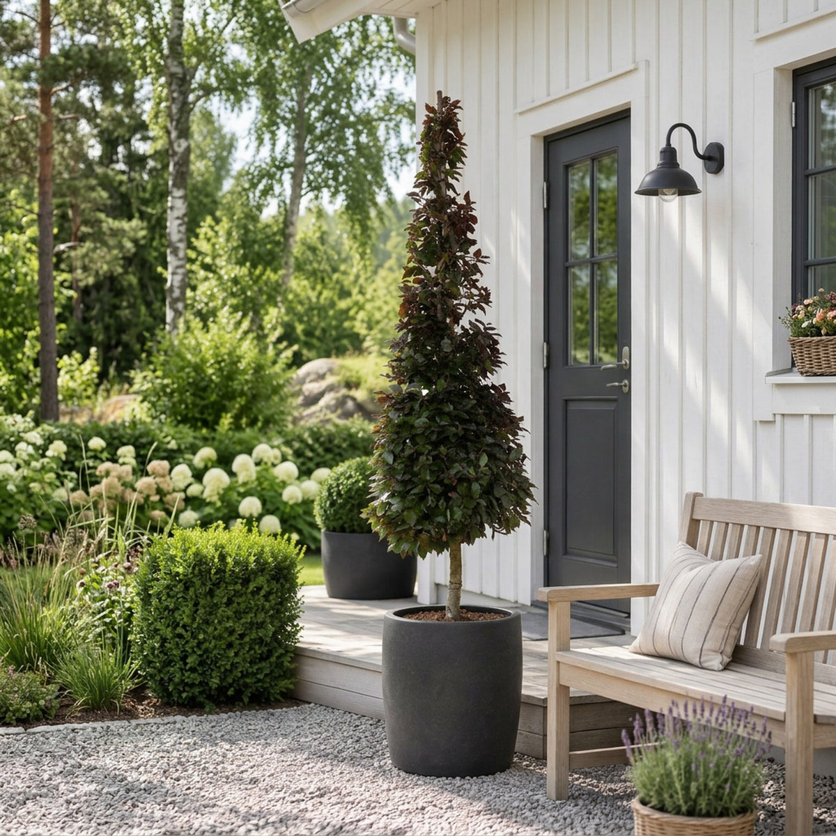 Fagus syl. &