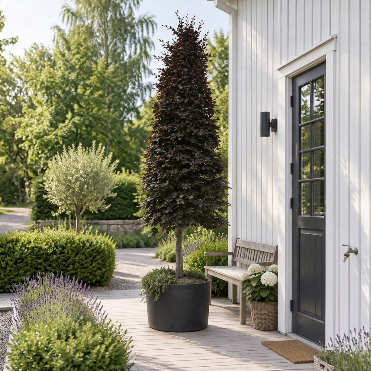 Fagus syl. &