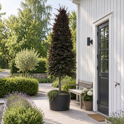 Fagus syl. &