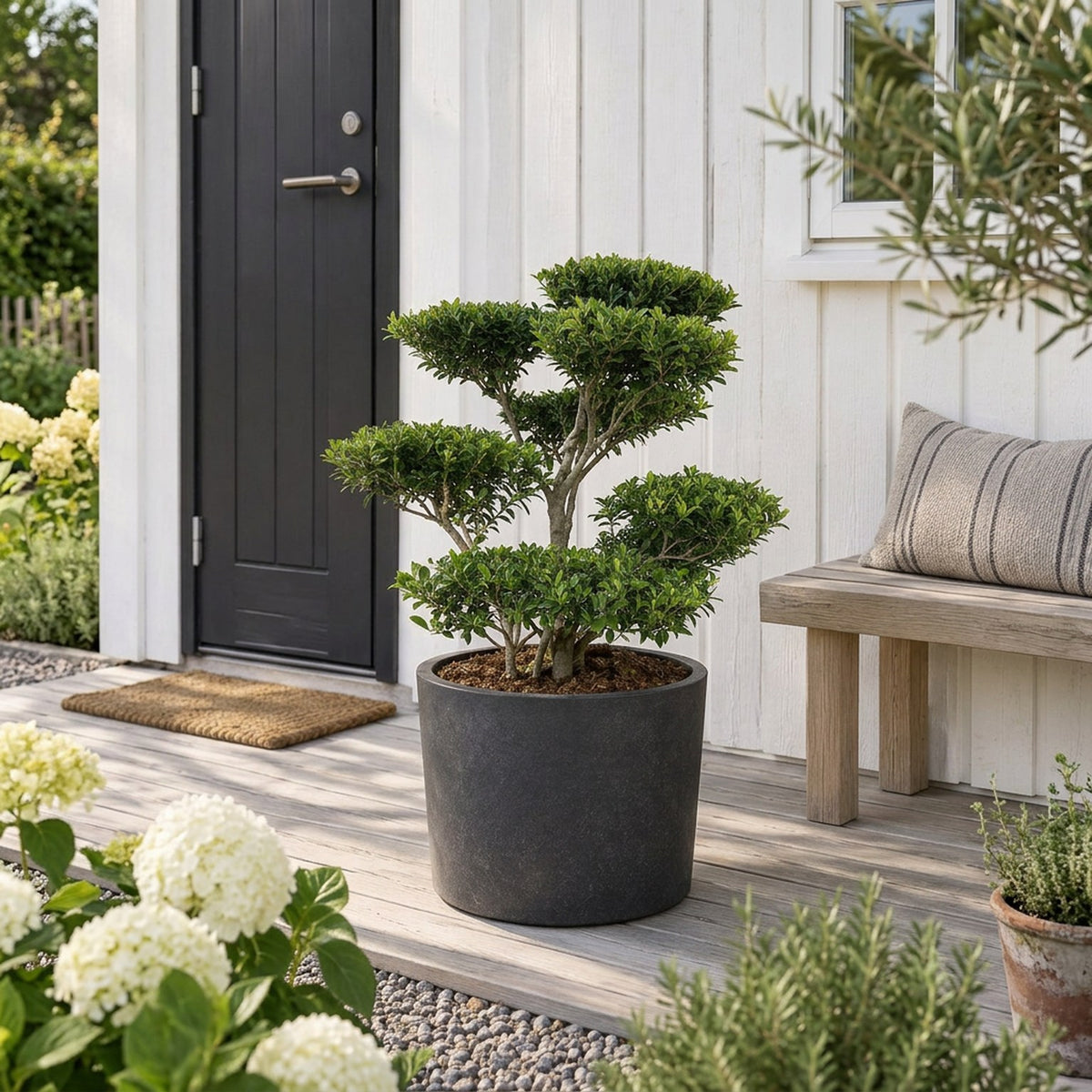 Ilex crenata &