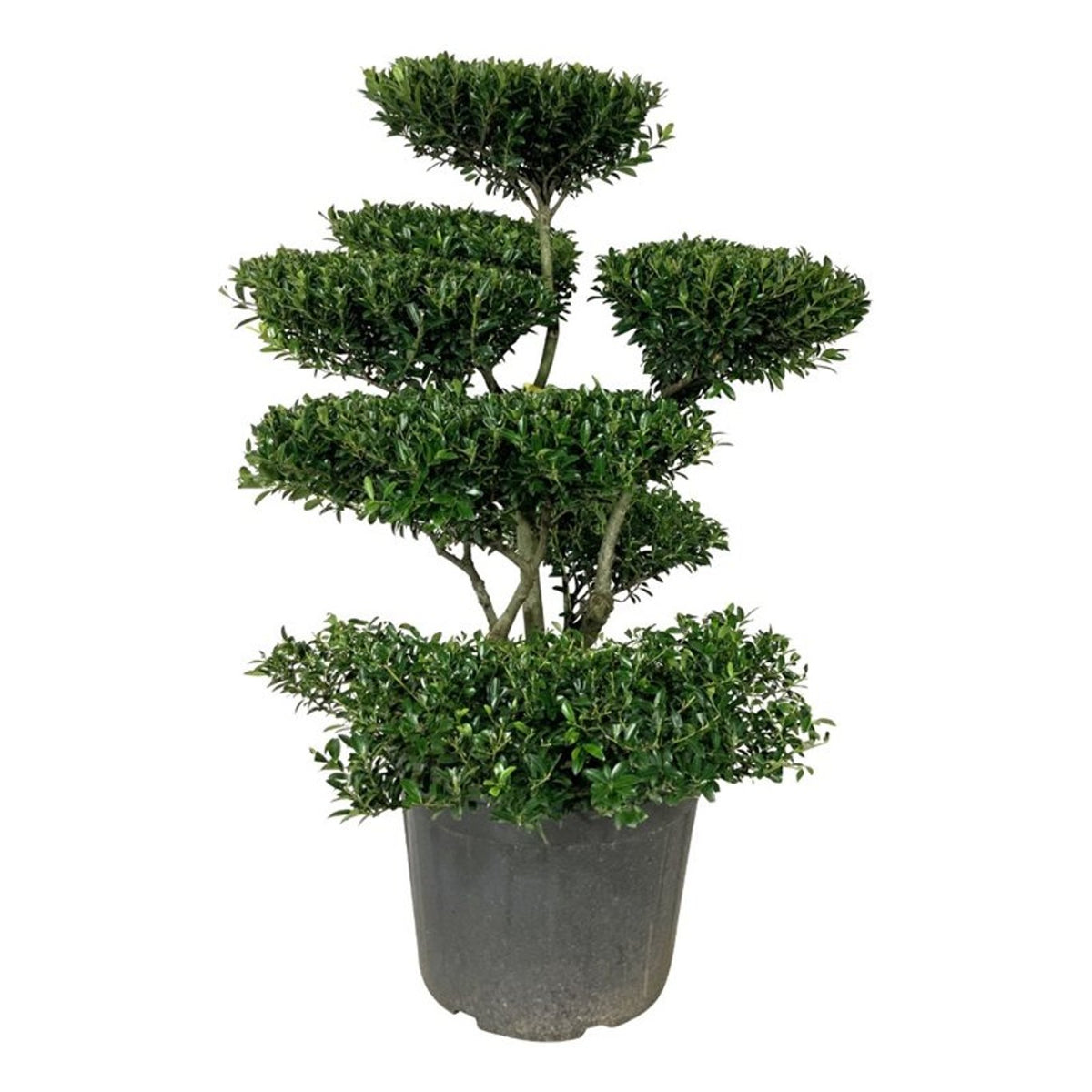 Ilex crenata &
