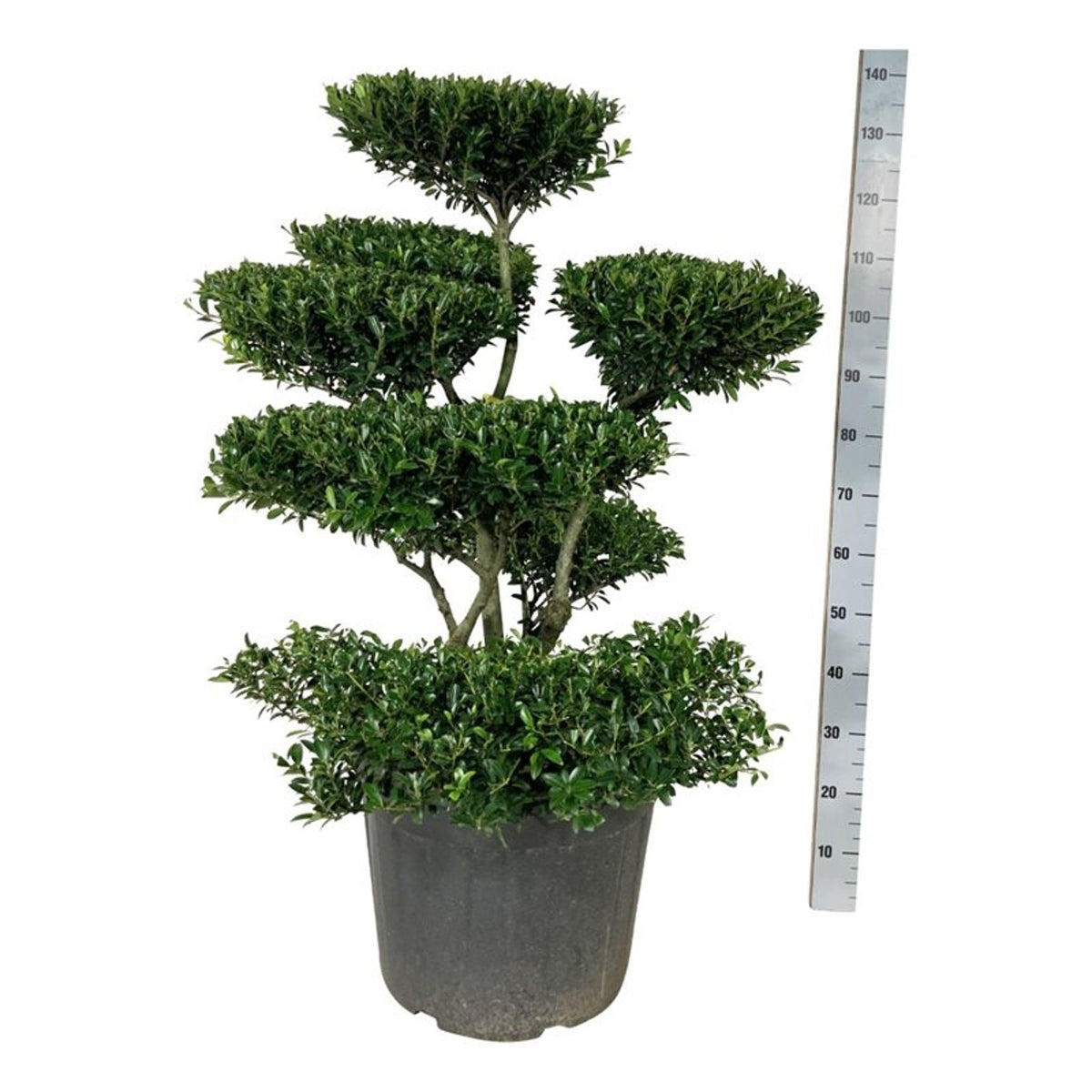 Ilex crenata &