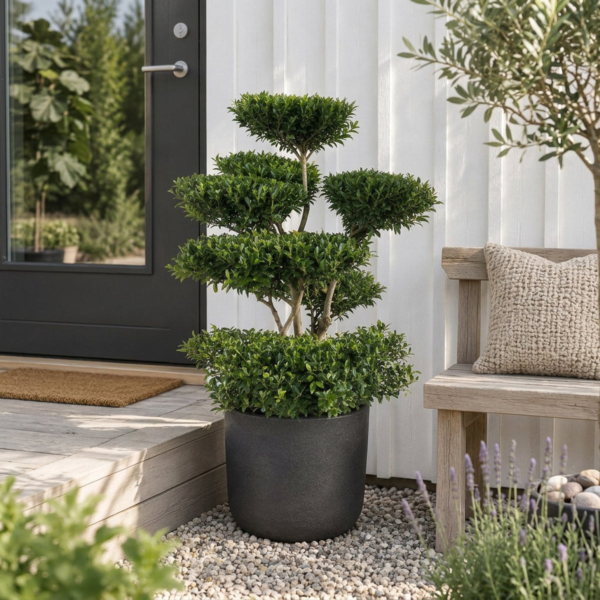Ilex crenata &