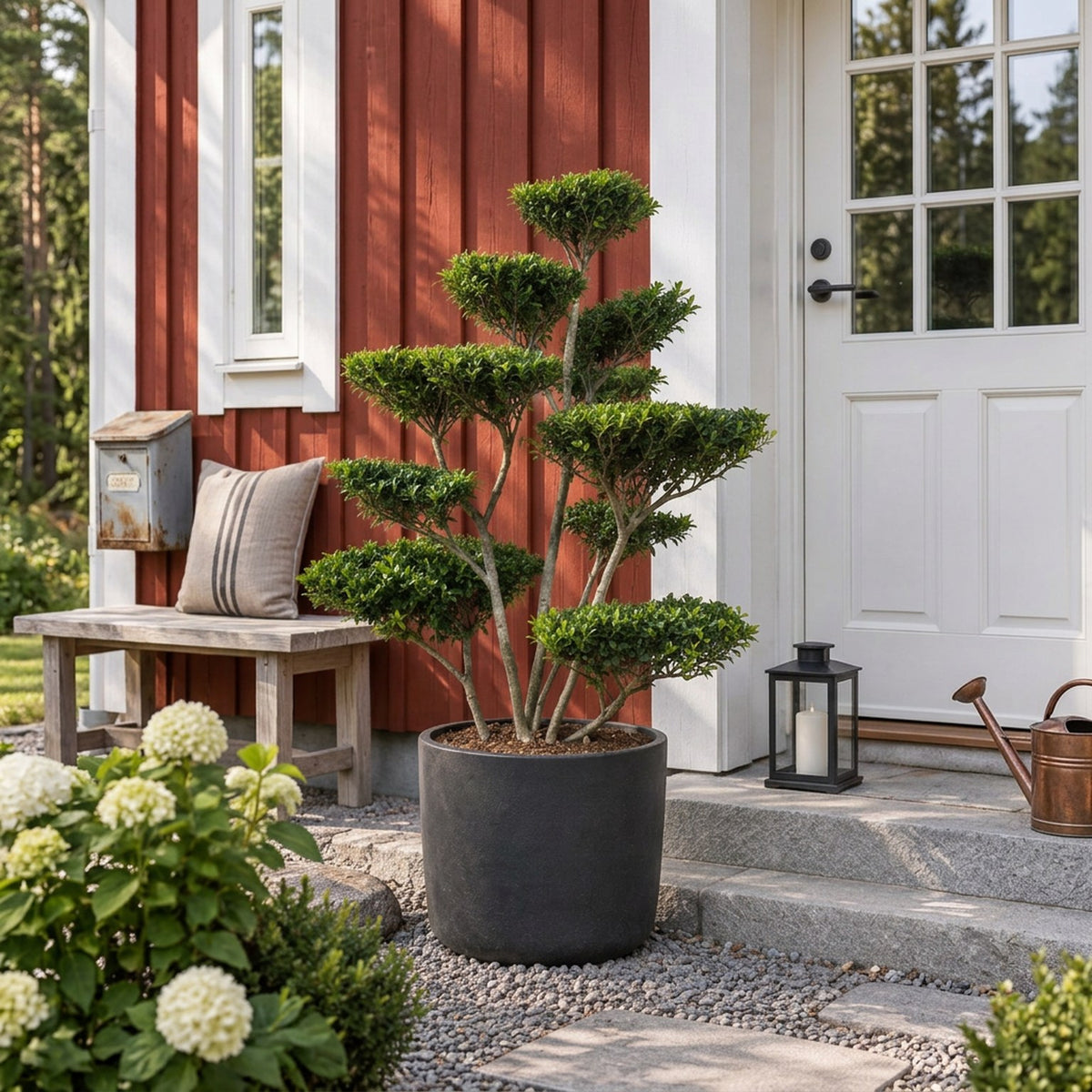 Ilex crenata &