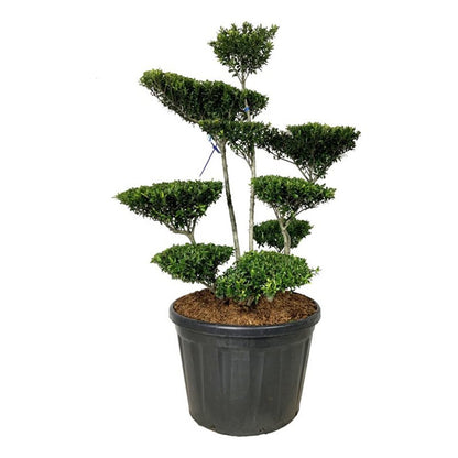 Ilex crenata &