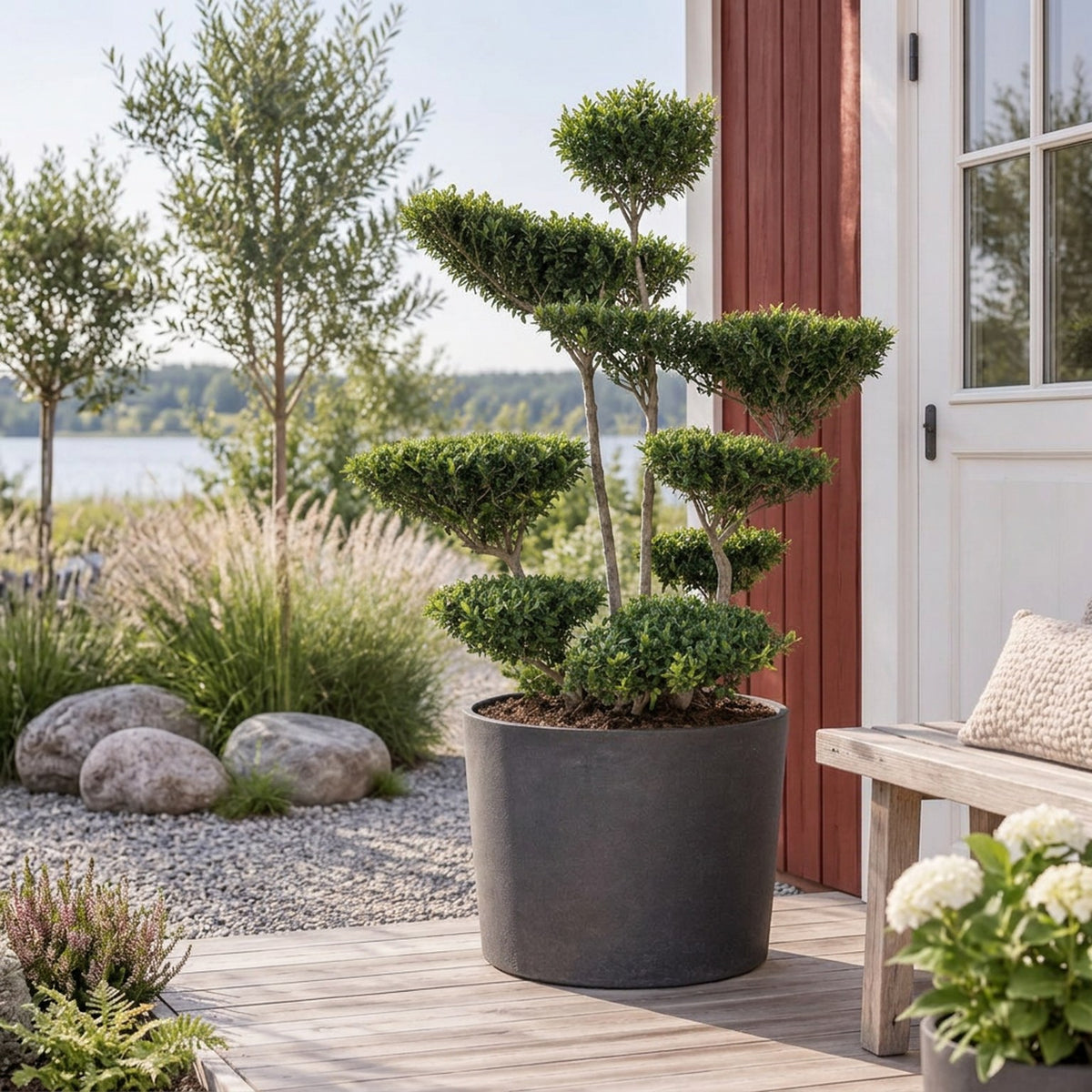 Ilex crenata &