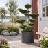 Ilex crenata &