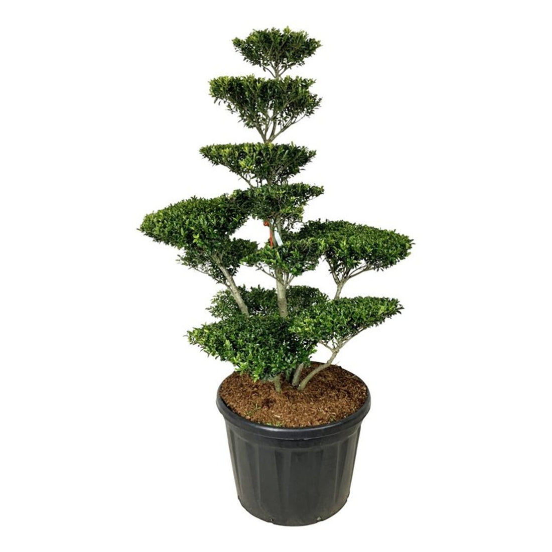 Ilex crenata &