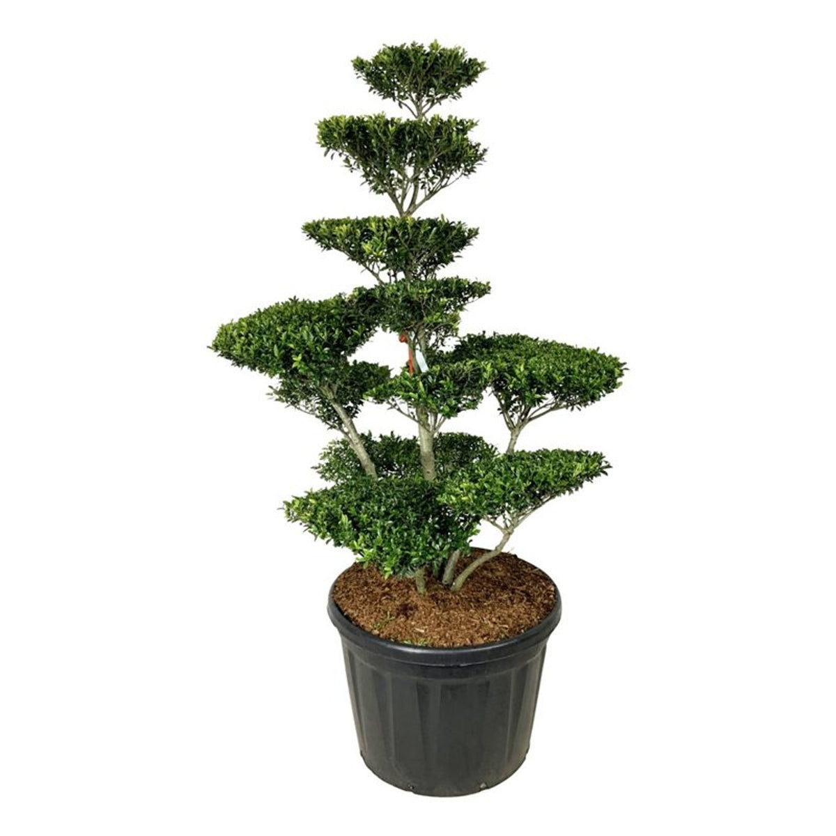 Ilex crenata &