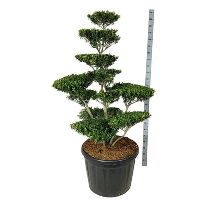 Ilex crenata &