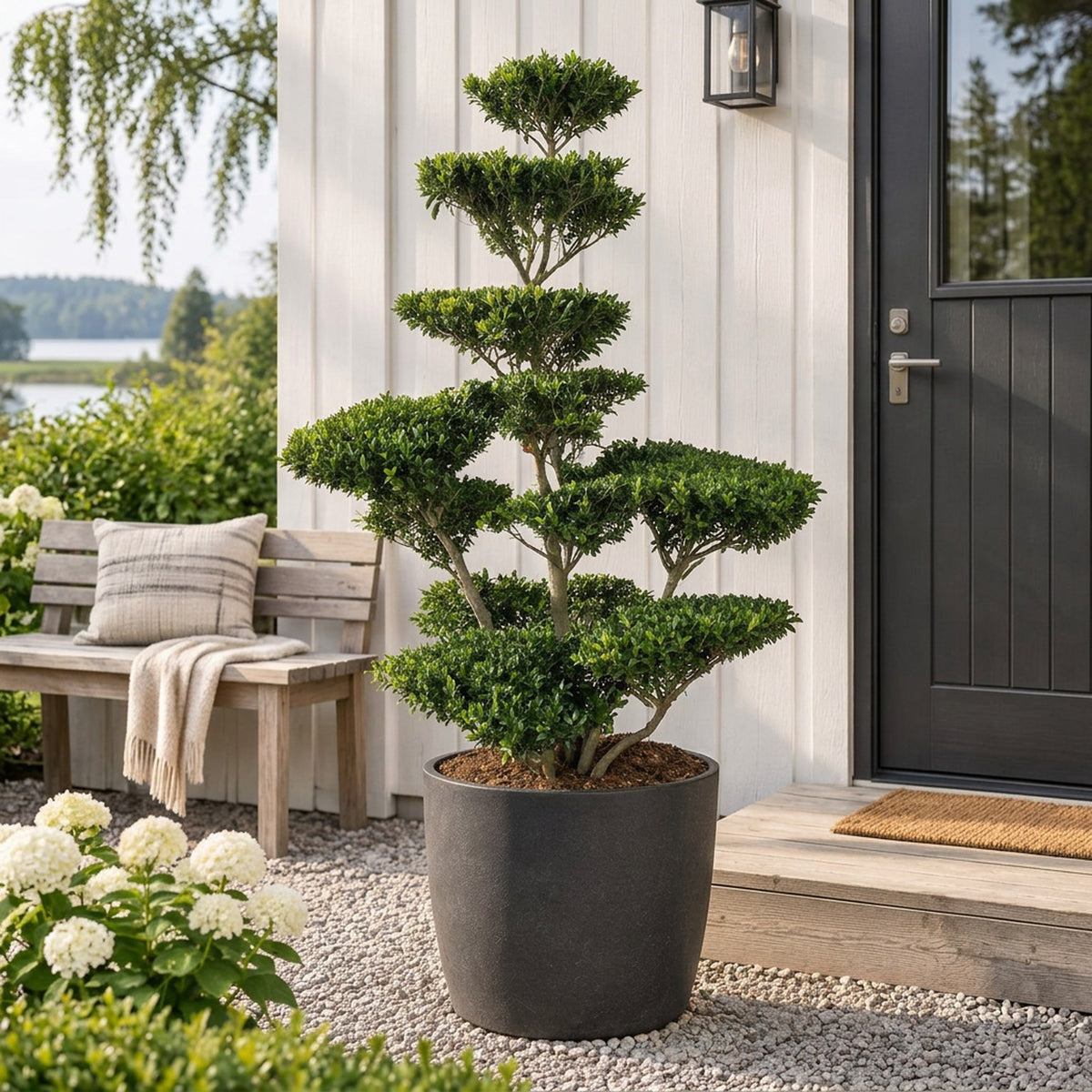 Ilex crenata &