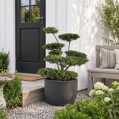 Ilex crenata &