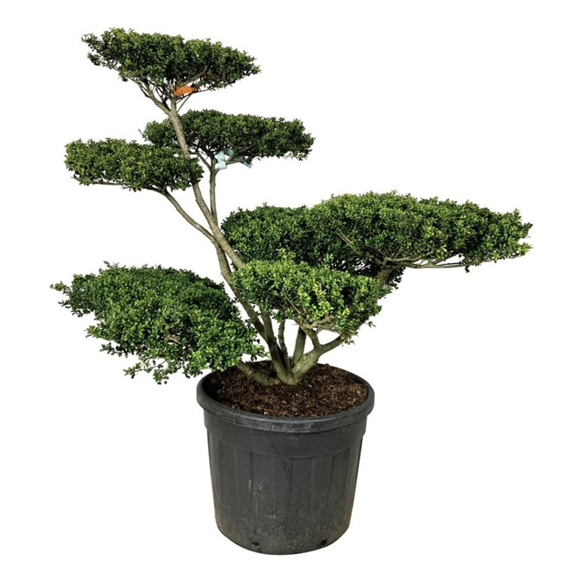 Ilex crenata &