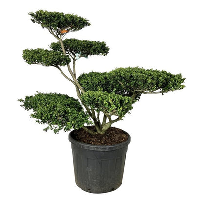 Ilex crenata &