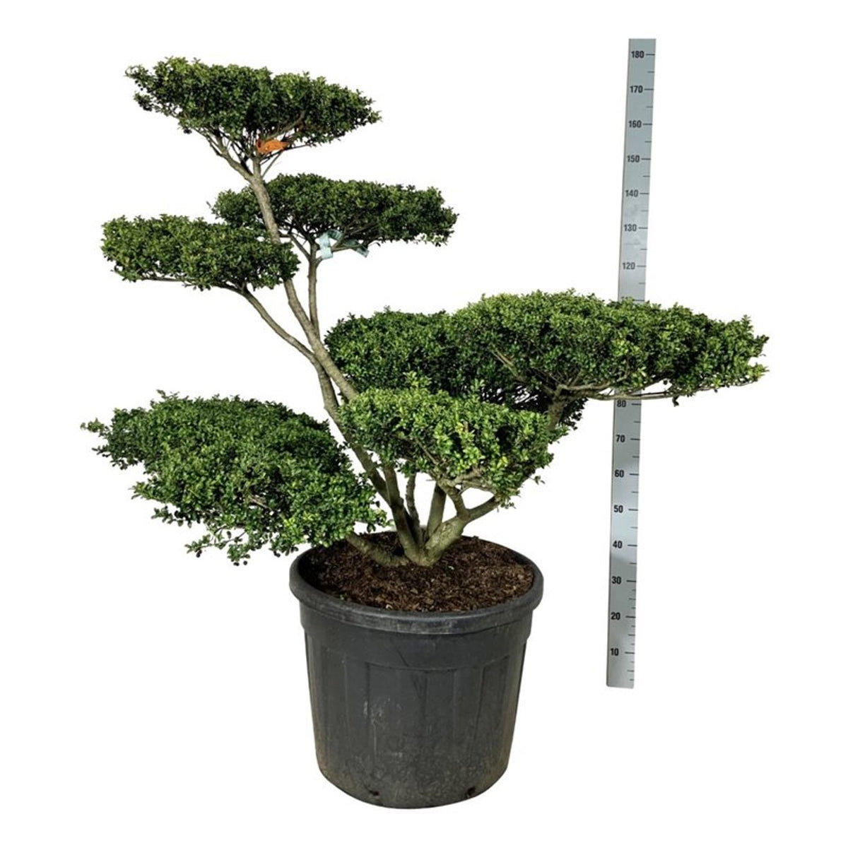 Ilex crenata &