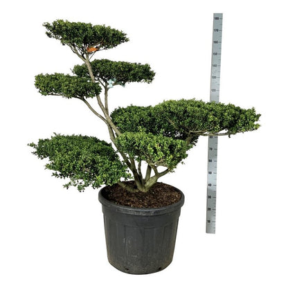 Ilex crenata &