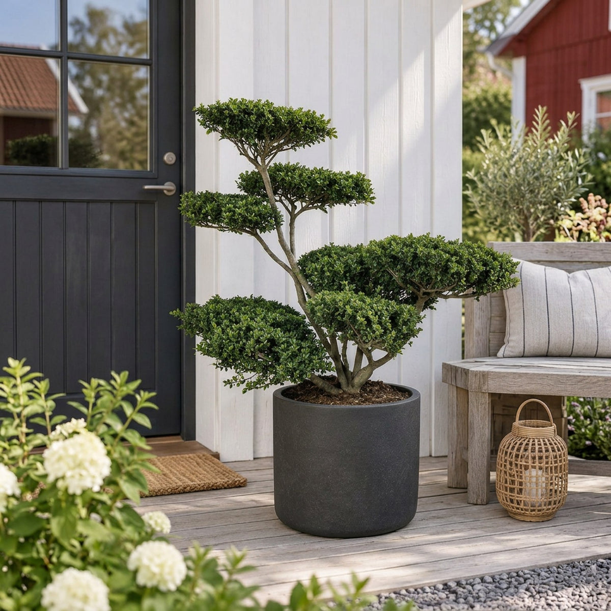Ilex crenata &