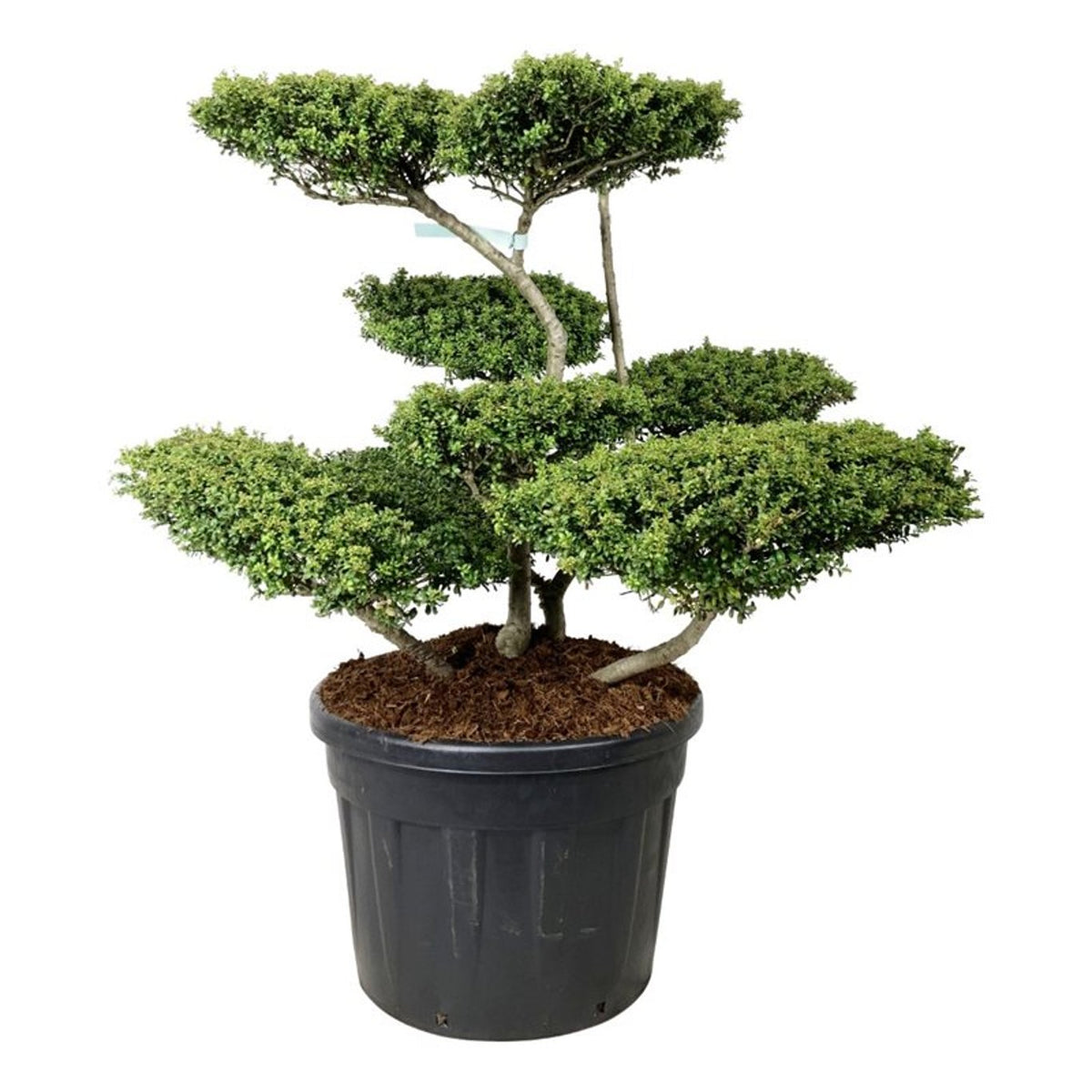 Ilex crenata &
