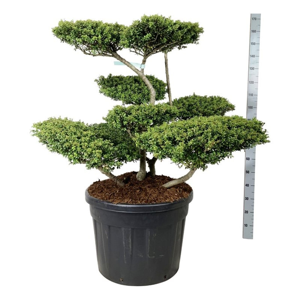 Ilex crenata &