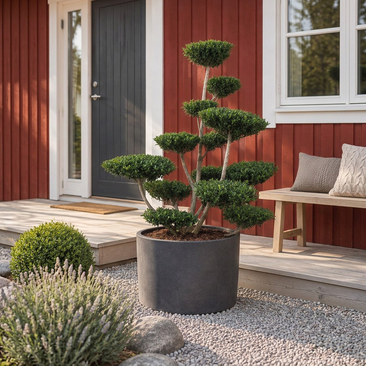 Ilex crenata &