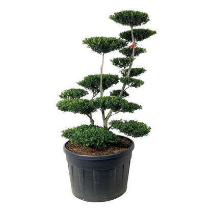 Ilex crenata &