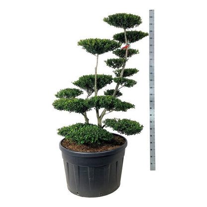 Ilex crenata &