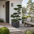 Ilex crenata &