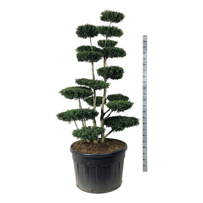 Ilex crenata &