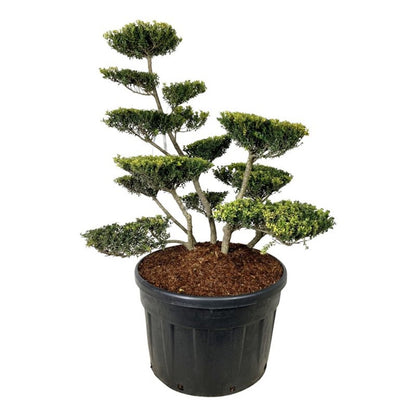 Ilex crenata &