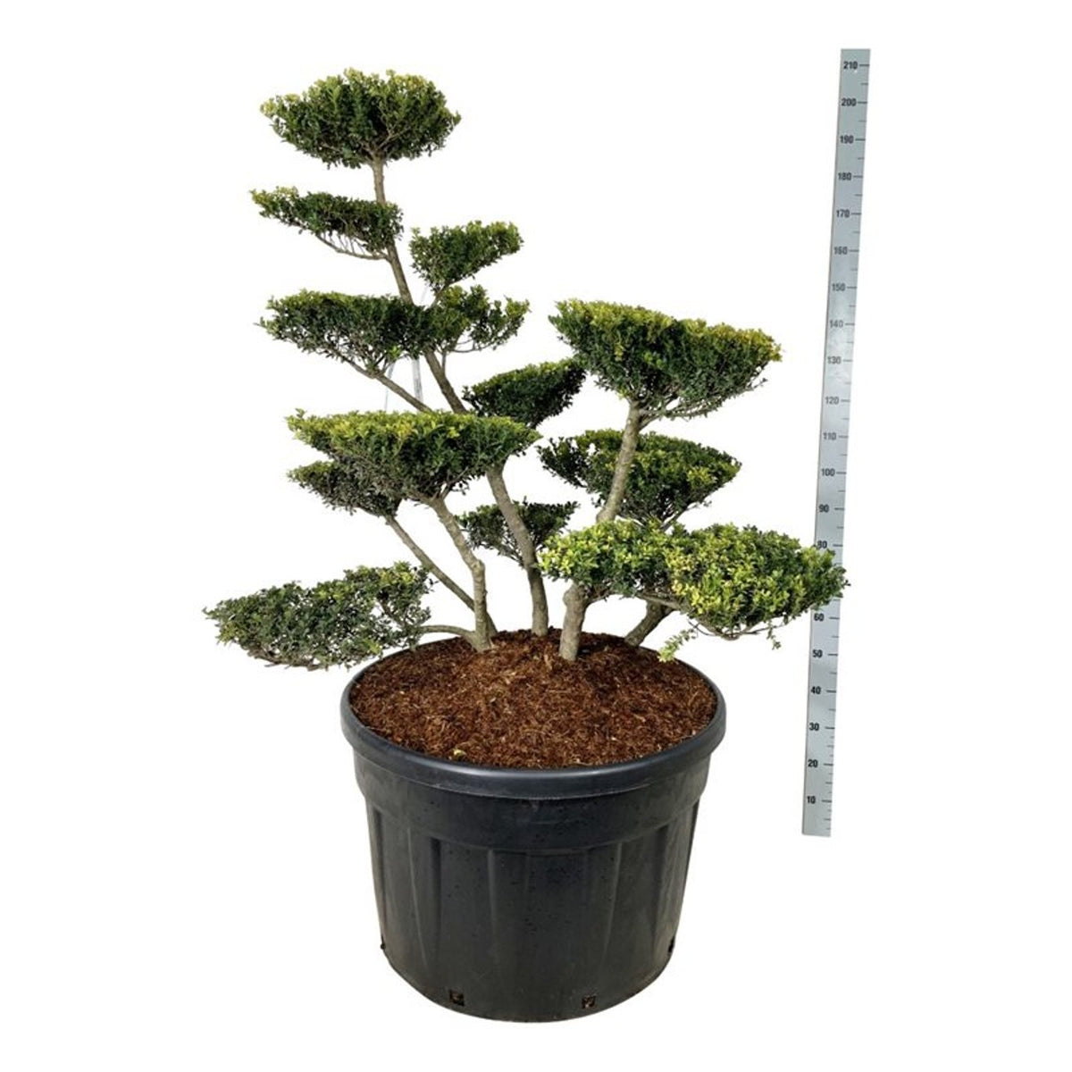 Ilex crenata &