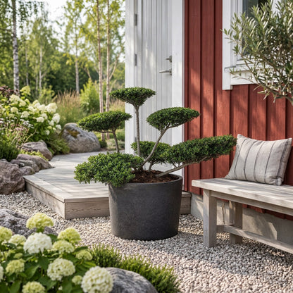 Ilex crenata &