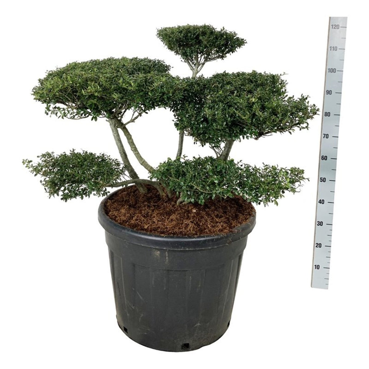 Ilex crenata &