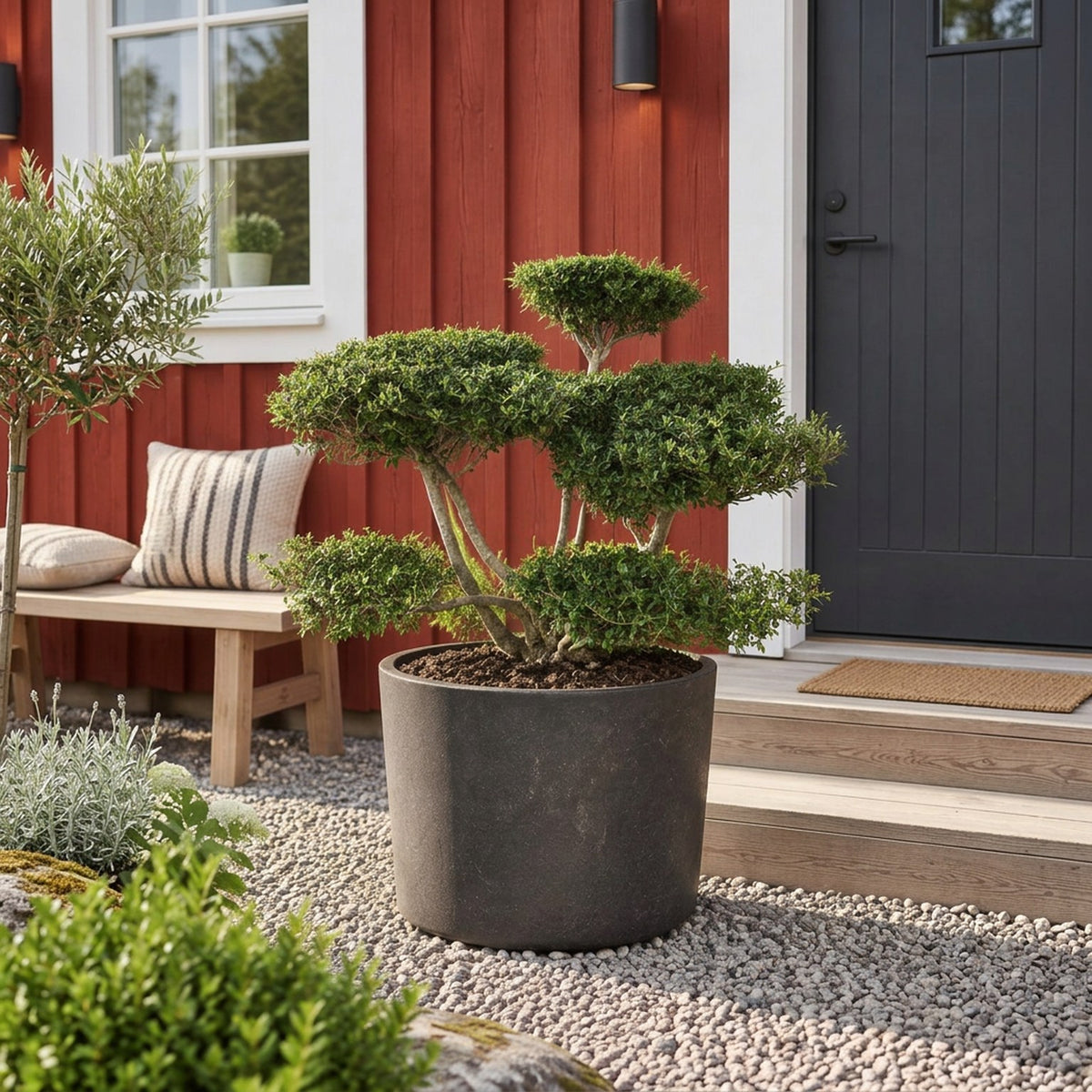 Ilex crenata &