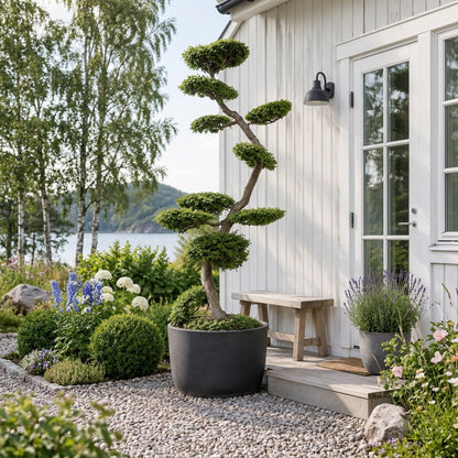 Nothofagus antarctica Bonsai 200-225 cm C230 (230 liters kruka)
