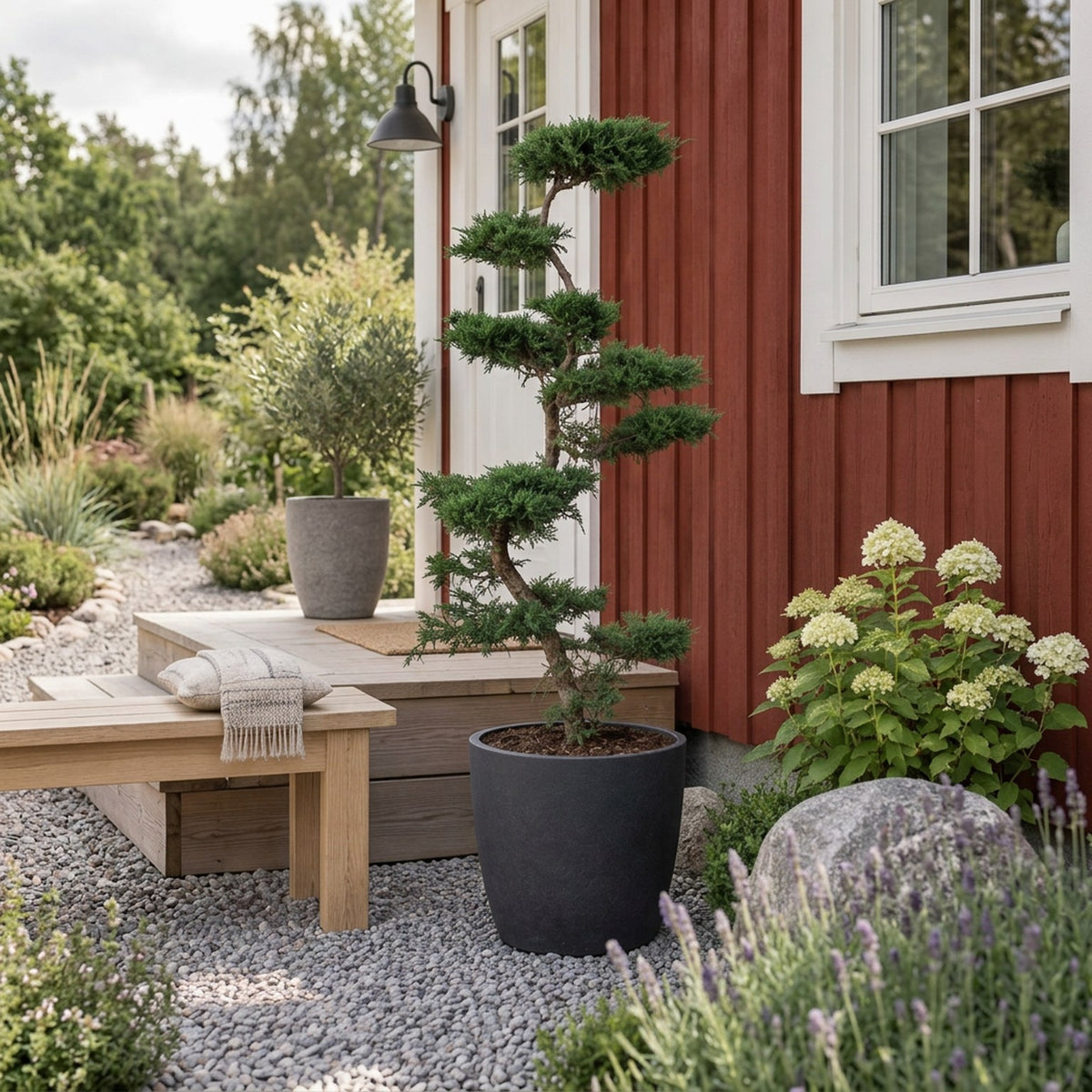 Juniperus pfitzeriana Bonsai 100-125 cm C45 (45 liters kruka)
