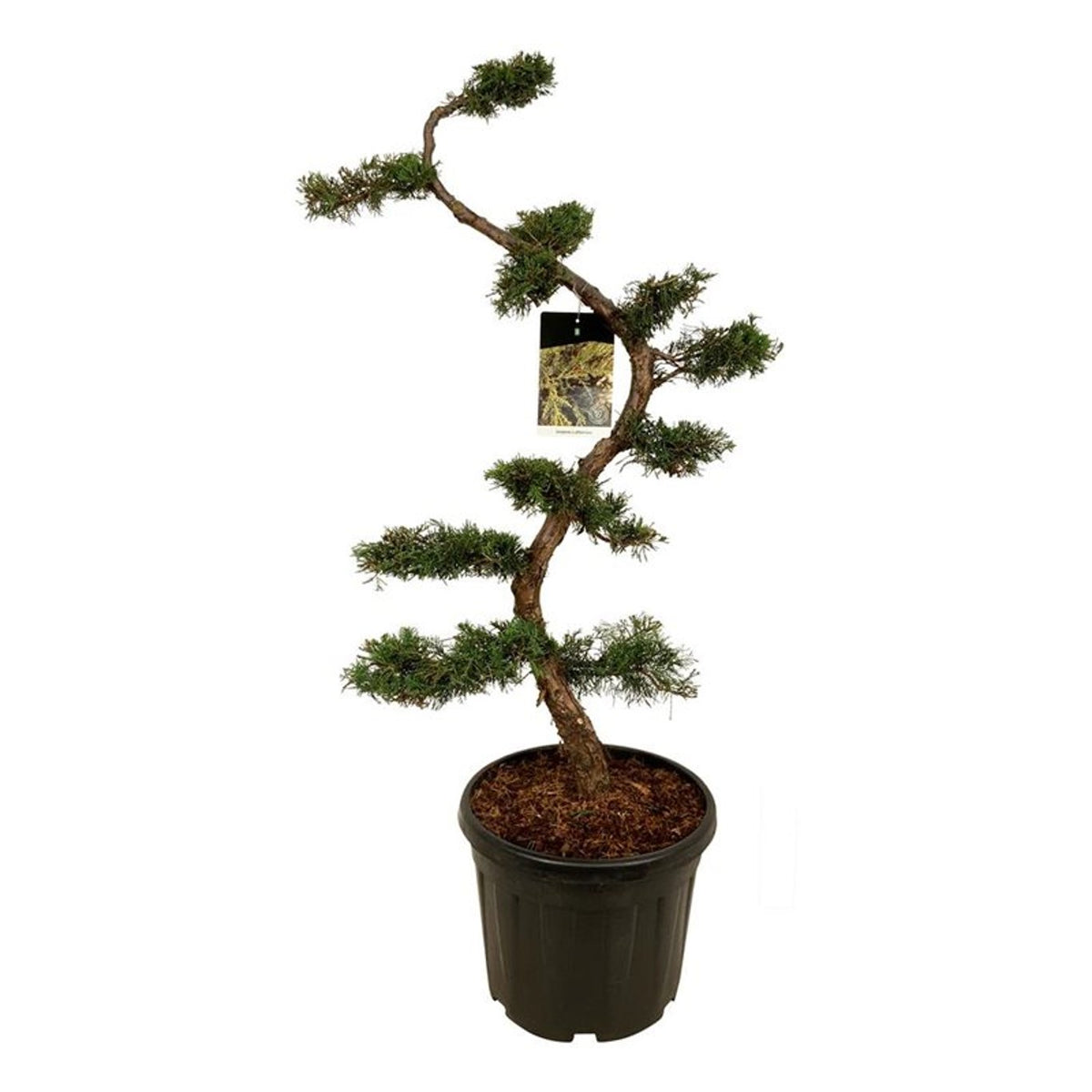 Juniperus pfitzeriana Bonsai 125+ cm - C45 (45 liters kruka)