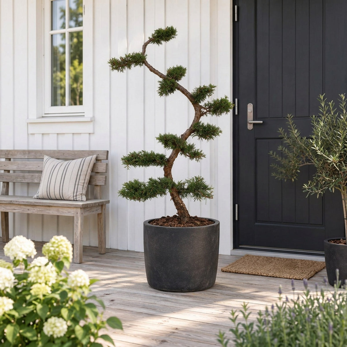 Juniperus pfitzeriana Bonsai 125+ cm C55 (55 liters kruka)