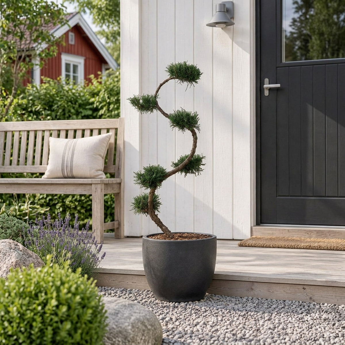 Juniperus pf. &
