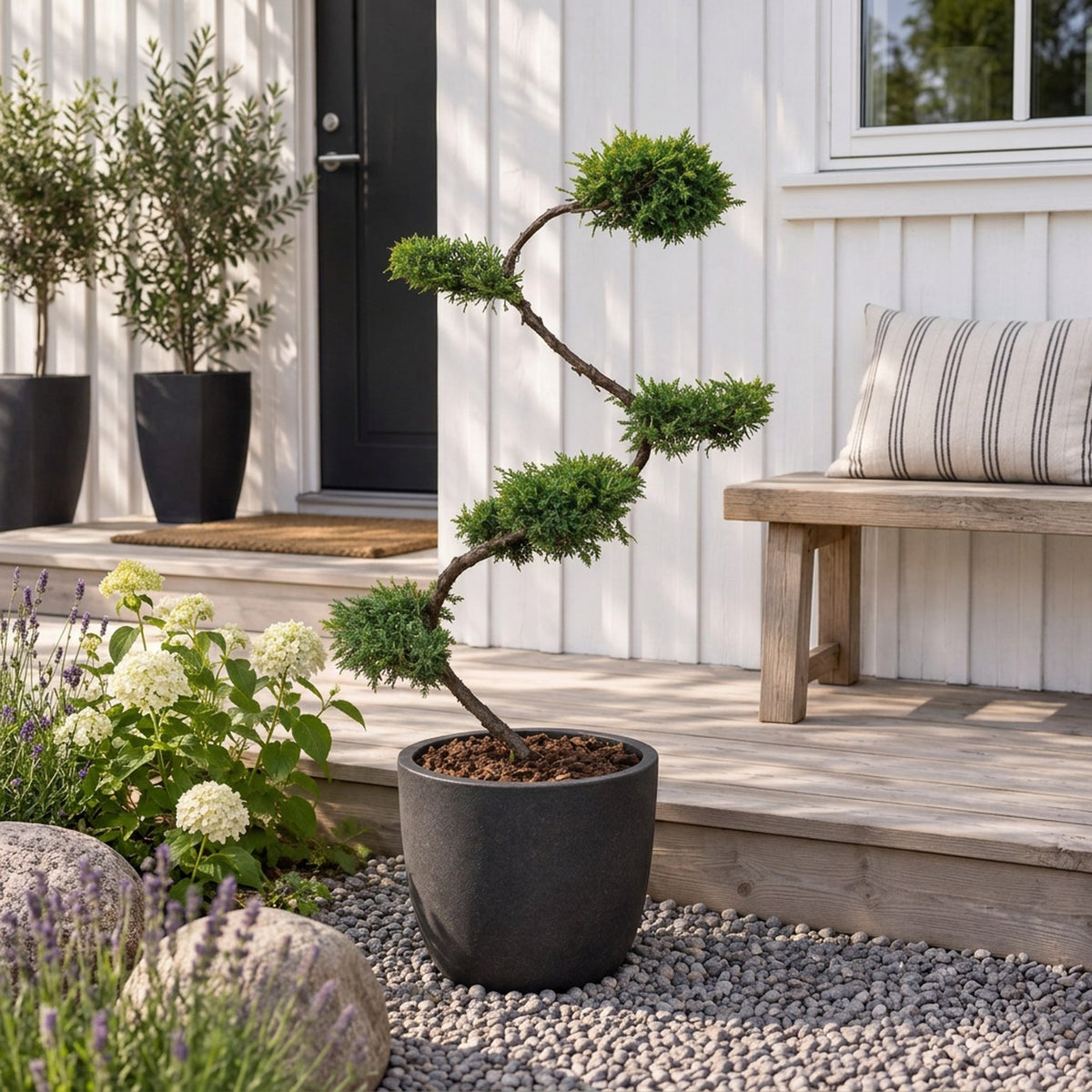 Juniperus pf. &