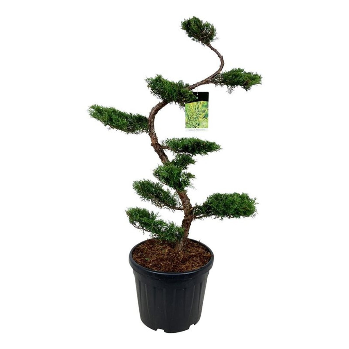 Juniperus pf. &