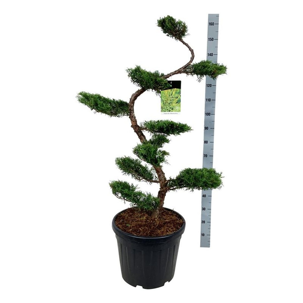 Juniperus pf. &