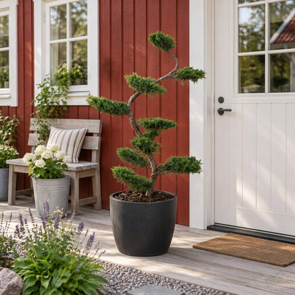 Juniperus pf. &